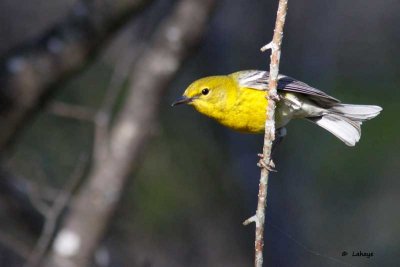 Paruline des pins / Pine Warbler