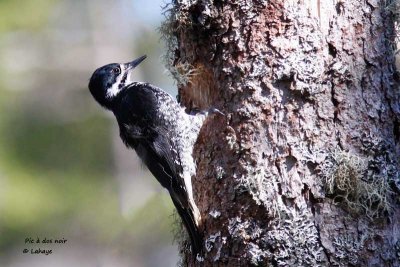 Pic  dos noir / Fem / American Three-toed Woodpecker