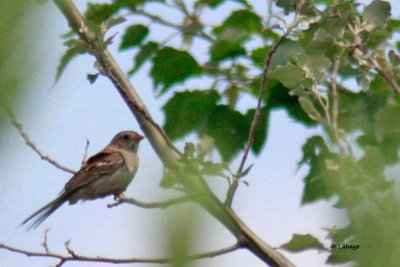 Bruant des champs / Field Sparrow