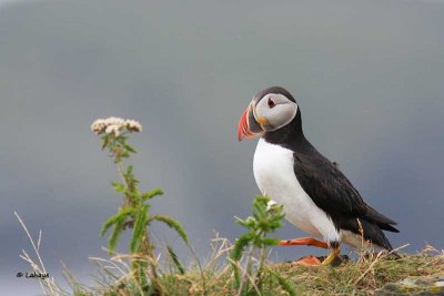 Macareux moine / Atlantic Puffin