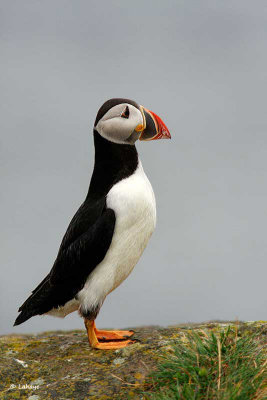 Macareux moine / Atlantic Puffin