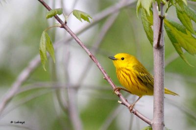 Paruline jaune / Male / Yellow Warbler