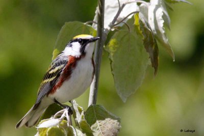 Paruline  flancs marron / Male / Chestnut-sided Warbler