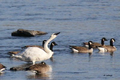 Cygne Trompette / Trumpeter Swan