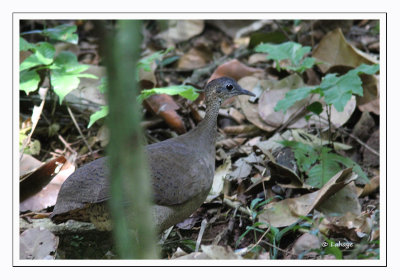 Grand Tinamou - Tinamus major - Great Tinamou