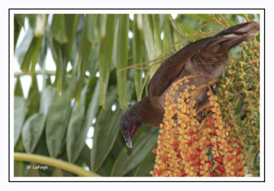 Ortalide à tête grise - Ortalis cinereiceps - Grey-headed Chachalaca