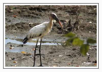 Tantale d'Amérique - Mycteria americana - Wood Stork