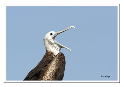 Frégate superbe - Fregata magnificens - Magnificent Frigatebird
