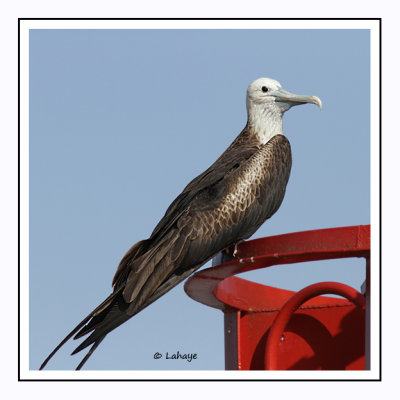 Frégate superbe - Fregata magnificens - Magnificent Frigatebird