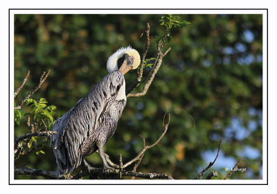 Pélican brun - Pelecanus occidentalis - Brown Pelican