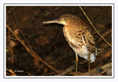 Onoré rayé immature - Tigrisoma lineatum - Rufescent Tiger-Heron