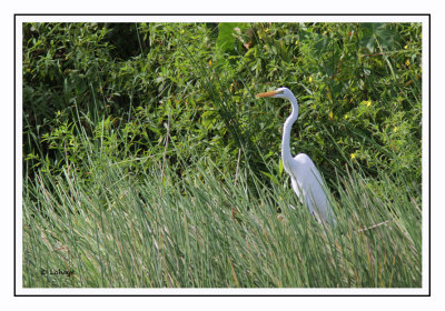Grande Aigrette - Ardea alba - Great Egret