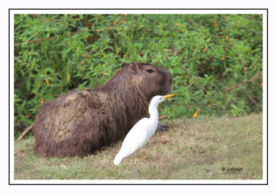 Héron garde-boeufs - Bubulcus ibis - Cattle Egret + Capybara