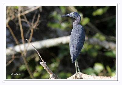 Aigrette bleue - Egretta caerulea - Little Blue Heron