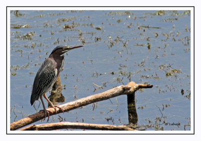 Héron vert - Butorides virescens - Green Heron