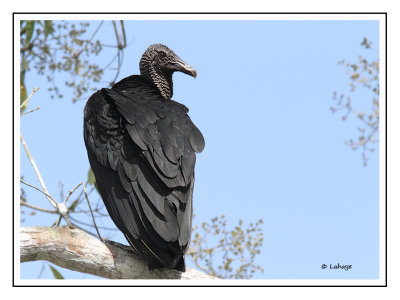Urubu noir - Coragyps atratus - Black Vulture