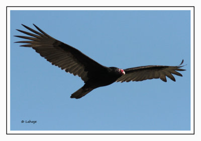 Urubu à tête rouge - Cathartes aura - Turkey Vulture