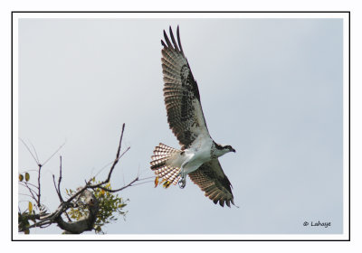 Balbuzard pêcheur - Pandion haliaetus - Osprey