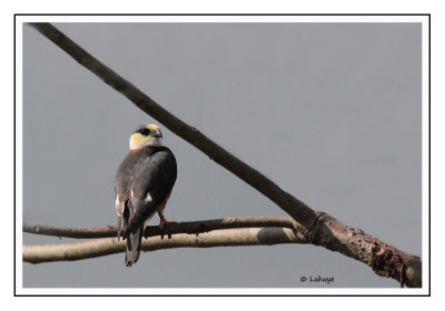 Élanion perle - Gampsonyx swainsonii - Pearl Kite
