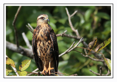 Milan des marais Immature - Rostrhamus sociabilis - Snail Kite