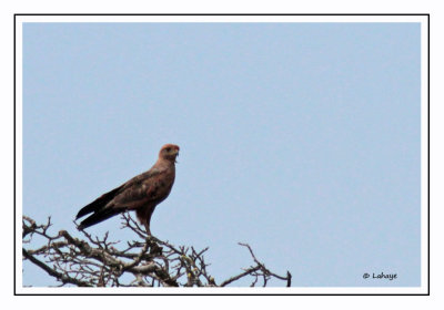 Buse roussâtre - Buteogallus meridionalis - Savanna Hawk