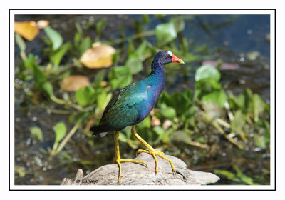 Talève violacée - Porphyrio martinicus - Purple Gallinule