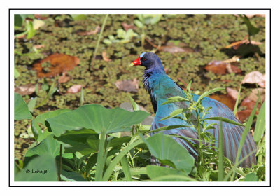 Talève violacée - Porphyrio martinicus - Purple Gallinule