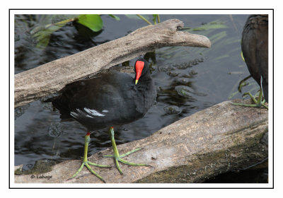 Gallinule d'Amérique - Gallinula galeata - Common Gallinule
