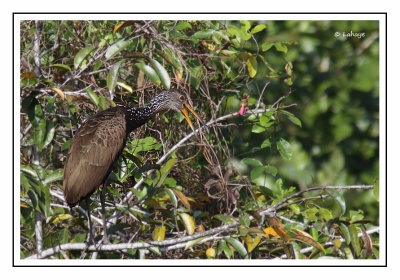 Courlan brun - Aramus guarauna - Limpkin