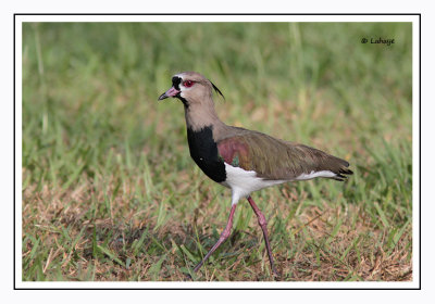 Vanneau téro - Vanellus chilensis - Southern Lapwing