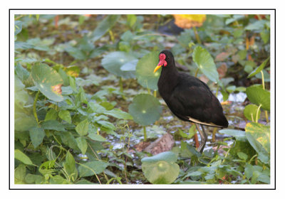 Jacana noir - Jacana jacana - Wattled Jacana