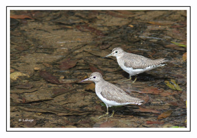 Chevaliers grivelés - Actitis macularius - Spotted Sandpipers