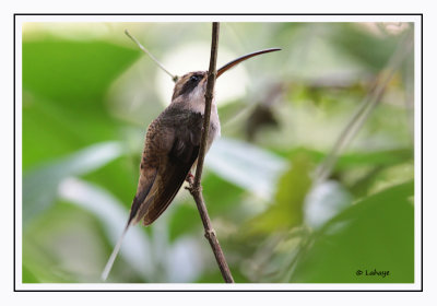 Ermite à longue queue - Phaethornis longirostris - Long-billed Hermit
