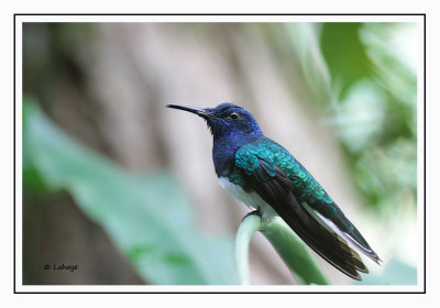 Colibri jacobin male - Florisuga mellivora - White-necked Jacobin