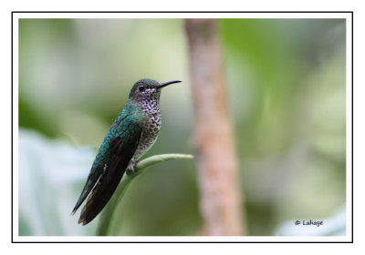 Colibri jacobin femelle - Florisuga mellivora - White-necked Jacobin