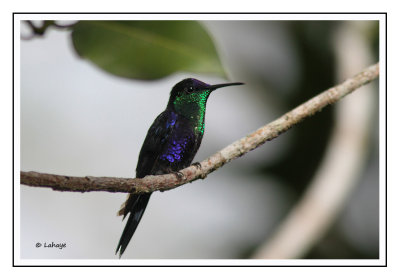 Dryade couronnée male - Thalurania colombica - Violet-crowned Woodnymph
