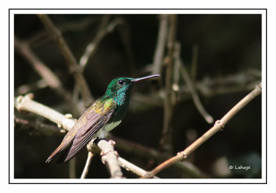 Ariane d'Edward - Amazilia edward - Snowy-bellied Hummingbird