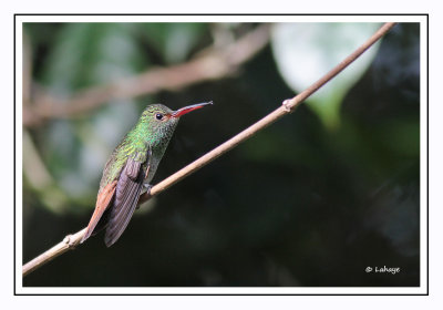 Ariane à ventre gris - Amazilia tzacatl - Rufous-tailed Hummingbird