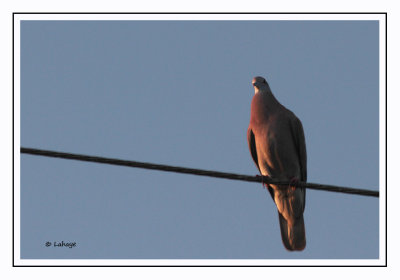 Pigeon rousset - Patagionenas cayennensis - Pale-vented Pigeon
