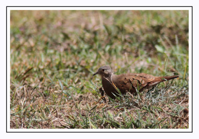 Colombe rousse - Columbina talpacoti - Ruddy Ground-Dove