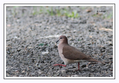 Colombe de Verreaux - Leptotila verreauxi - White-tipped Dove