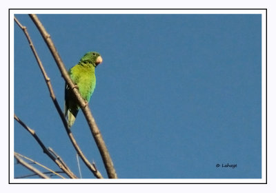 Toui à menton d'or - Brotogeris jugularis - Orange-chinned Parakeet