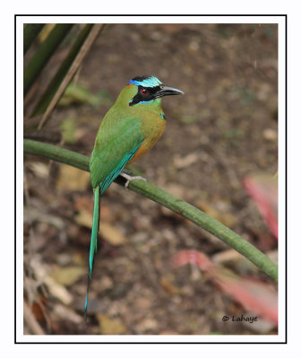 Motmot caraïbe - Momotus subrufescens - Whooping Motmot