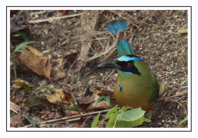 Motmot caraïbe - Momotus subrufescens - Whooping Motmot