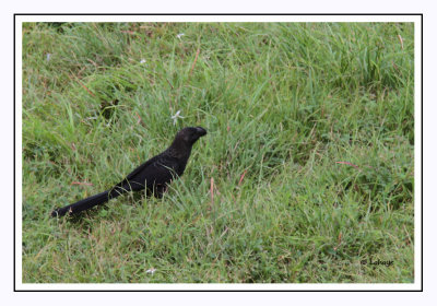 Ani à bec lisse - Crotophaga ani - Smooth-billed Ani