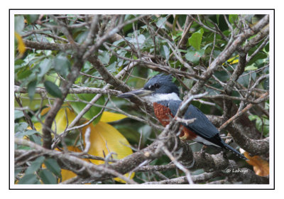 Martin-pêcheur à ventre roux - Megaceryle torquata - Ringed Kingfisher