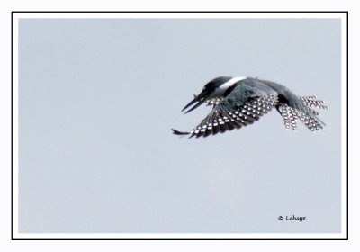 Martin-pêcheur à ventre roux - Megaceryle torquata - Ringed Kingfisher