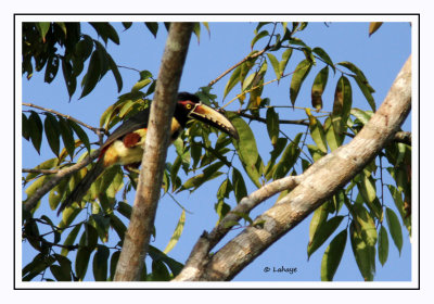 Aracari à collier - Pteroglossus torquatus - Collared Aracari