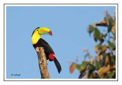 Toucan à carène - Ramphastos sulfuratus - Keel-billed Toucan