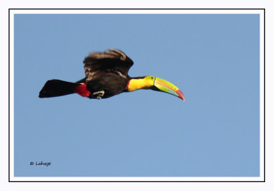 Toucan à carène - Ramphastos sulfuratus - Keel-billed Toucan